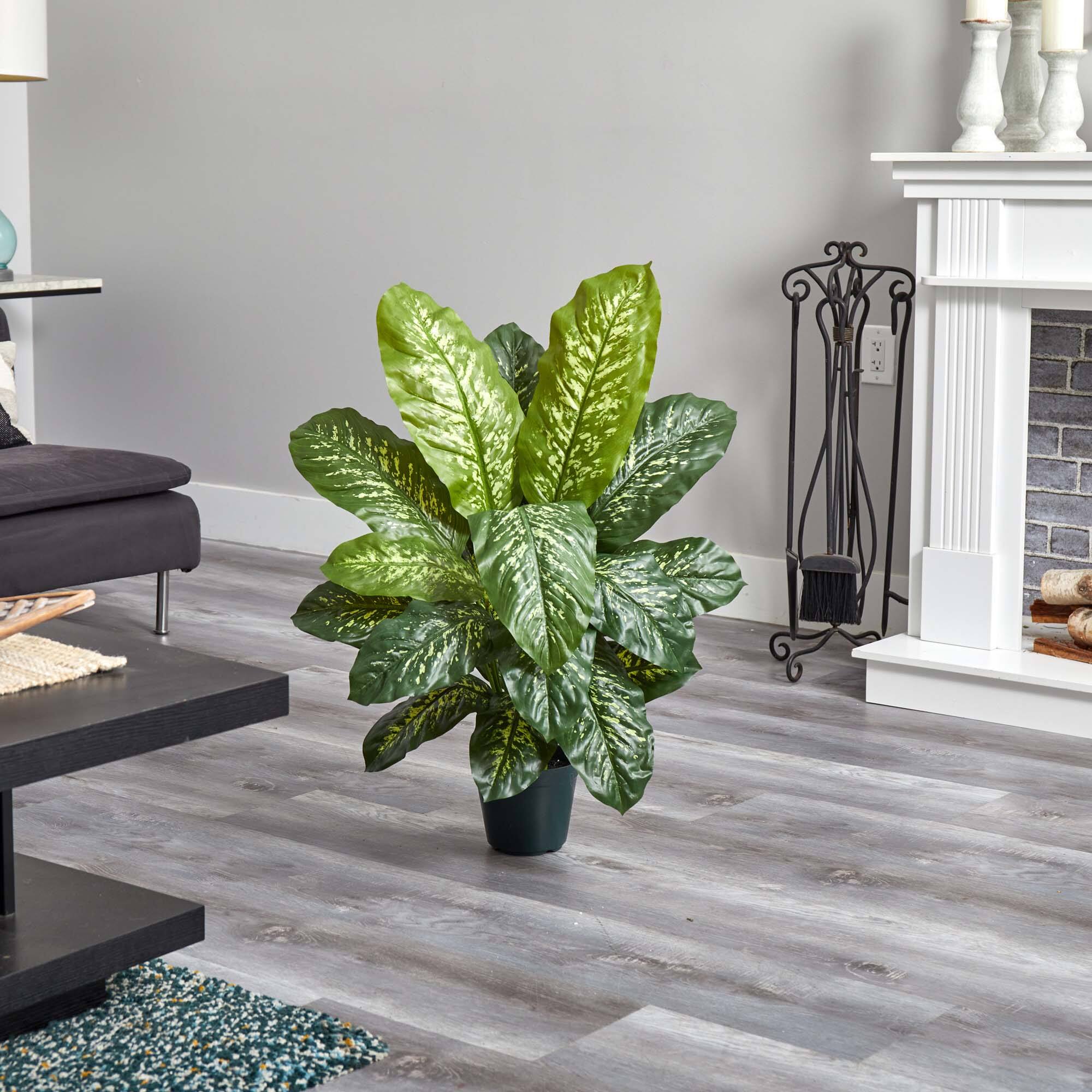 3ft. Potted Dieffenbachia Plant